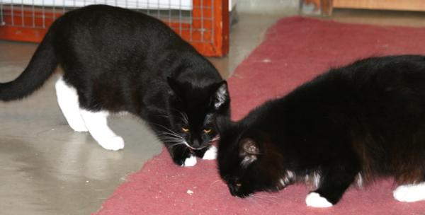 RSPCAShropshire's tweet photo. Jester and Daisy looking for a home together http://t.co/IG9H2btm