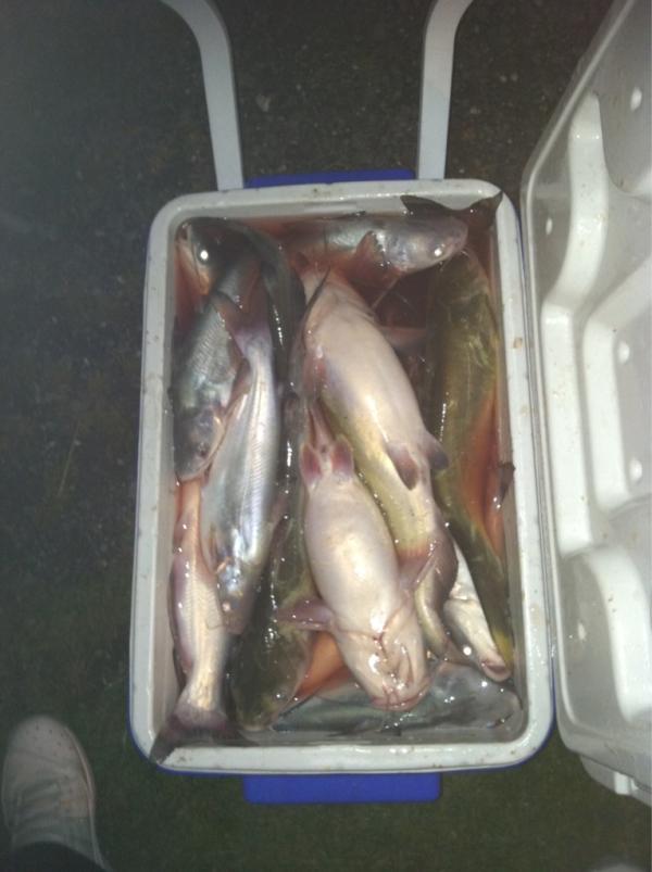 JayZJr's tweet image. Beginners luck.. Or just Bradley's luck..