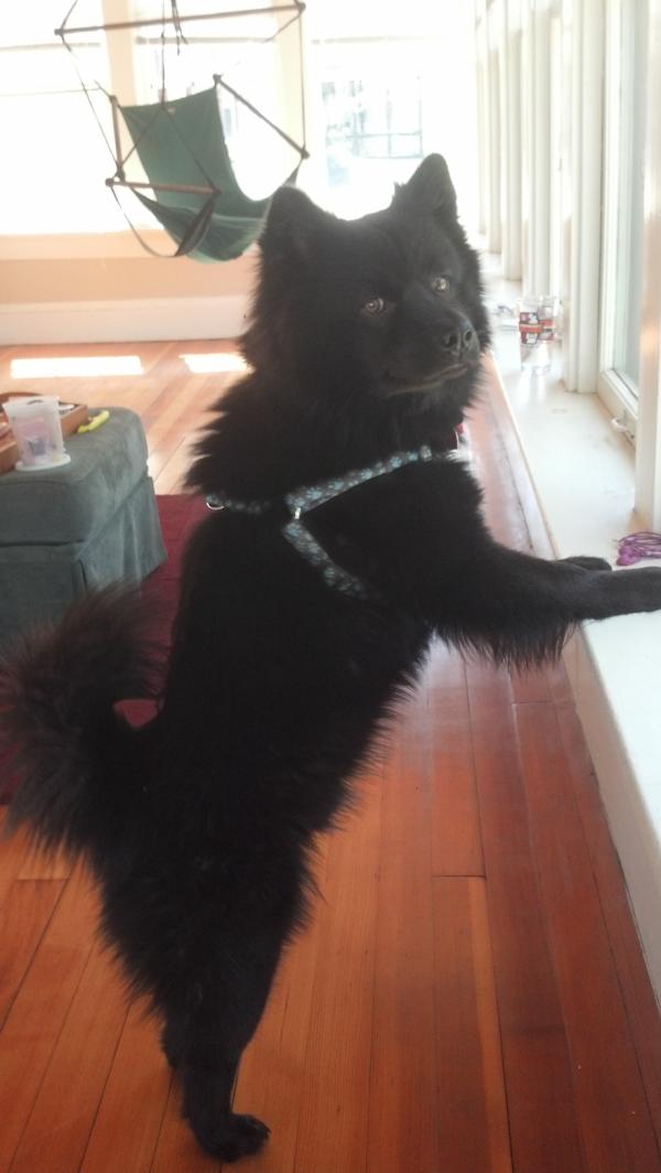 BenEilers's tweet image. Cutest dog ever. Am I right?