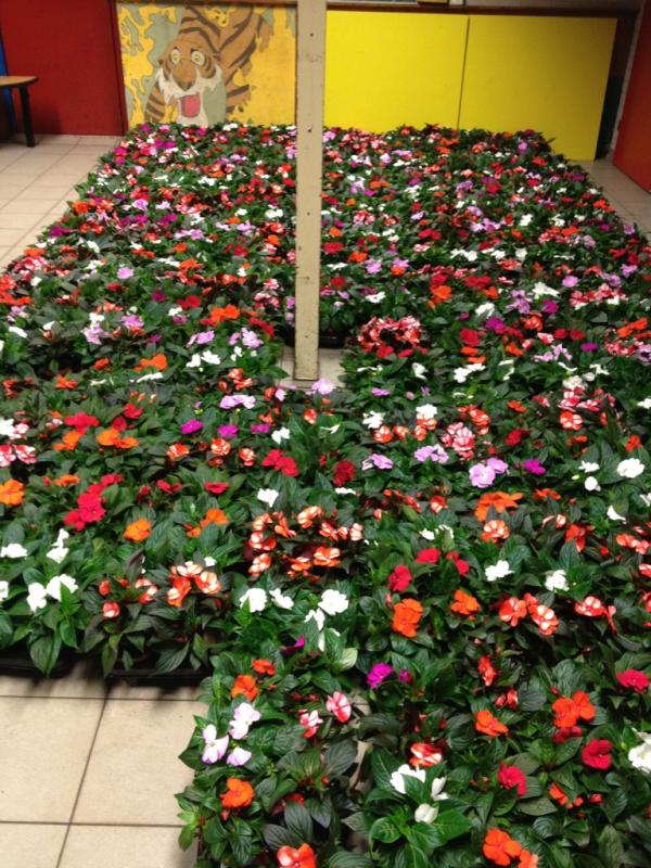 Bloemenactie verloopt goed #stanley