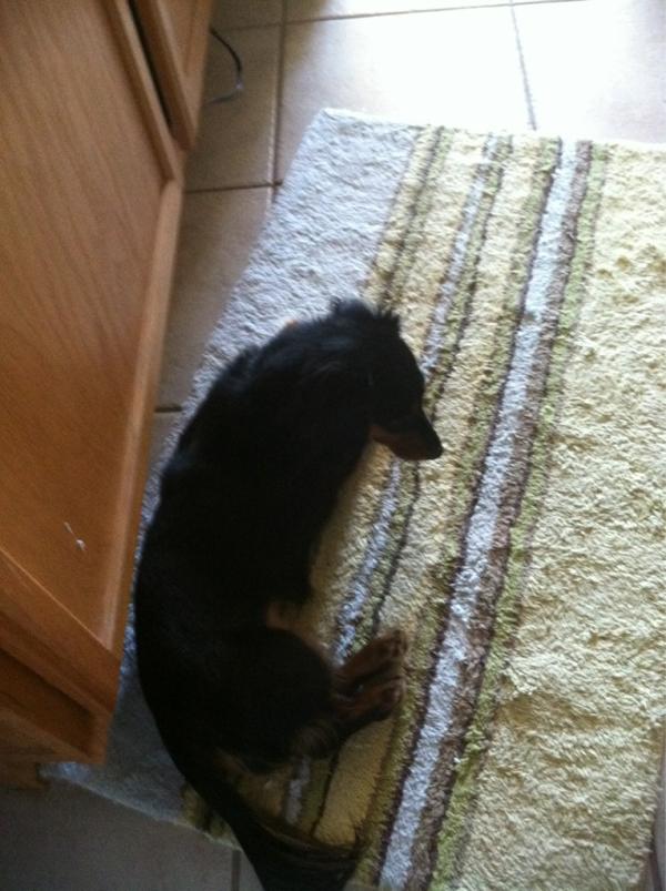 Leeshy89's tweet image. Why do dogs always sit in the bathroom with you ?
#helloprivacy?