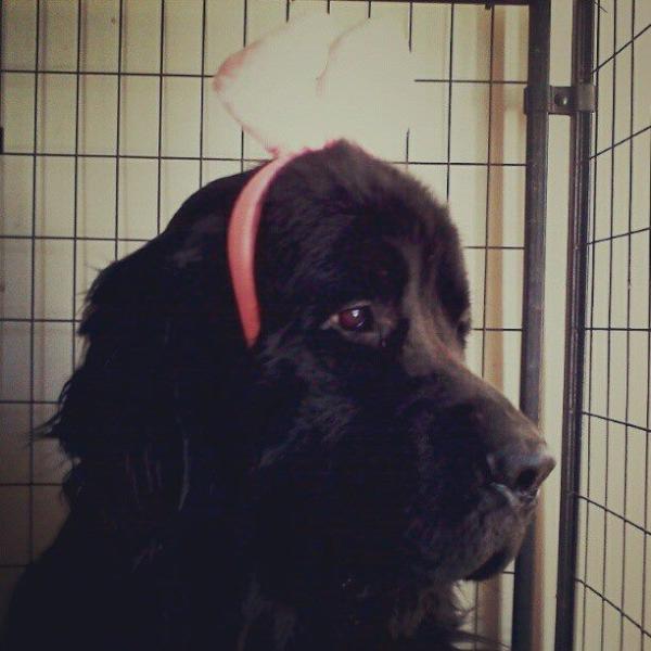 TheNewDogBlog's tweet image. I'm BAAAAAAAAAAAAAACK Happy Easter Bitches!