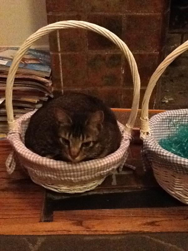JosueVacando's tweet photo. The Easter...Kitty? http://t.co/7sSs82rZ