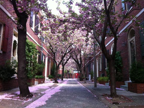 everythinghapa's tweet image. The perfect cherry blossom? Philadelphia, PA #cherryblossom