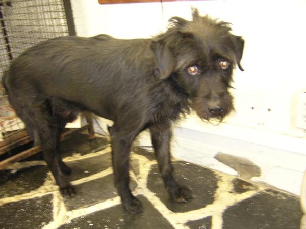 mirakarimga's tweet photo. Mateo busca casa, vive en pensión y fue atropellado. Muy amoroso! karimga@hotmail.com
@DefensaAnimal @NOTICIEROANIMAL http://t.co/PS16NGIw