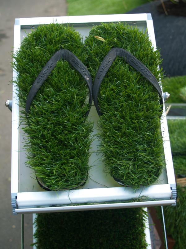 ACSDistanceEd's tweet image. Walk on the grass wherever you go