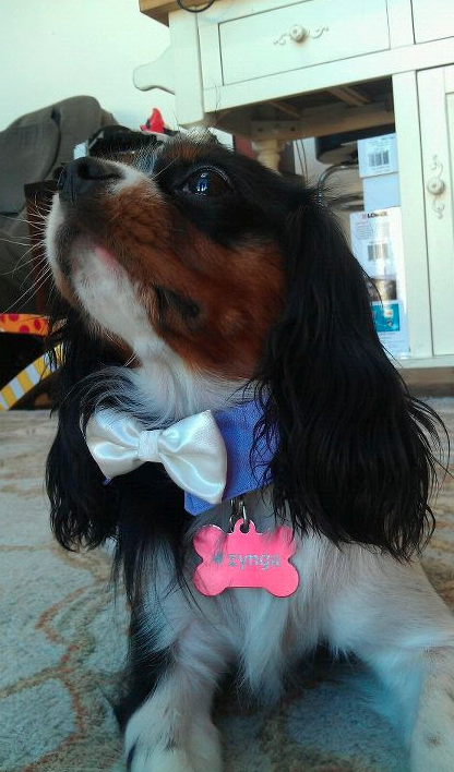 zynga's tweet photo. Dogs of Zynga: Meet Iffy. Age 2.5
Likes: Lazzers, belly rubs, hiking in the mts. Dislikes: skateboards, Dallas Cowboys. http://t.co/hieFCJPW