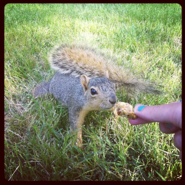 kaitdeetz's tweet image. Sharing my dinner with a pregnant squirrel... #UTexasProblems