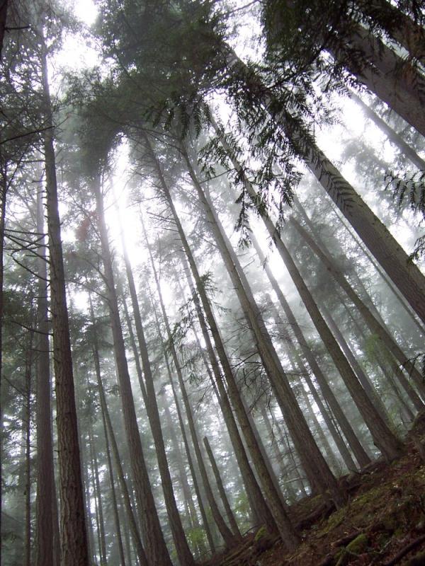 test Reply "buy" to purchase for $1 via @ChirpifyDev