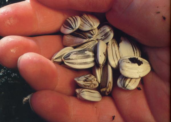 Now is a great time to begin planting your sunflower seeds.  Try out a variety and give it a go!  ehow.com/how_4947362_gr…