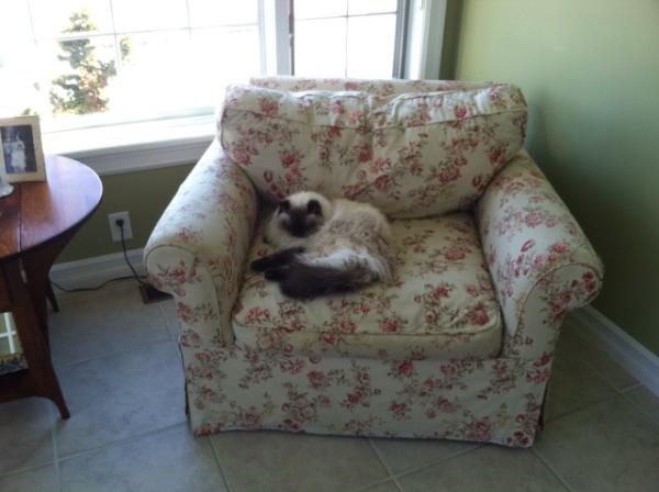 BCkittykitty tweet picture