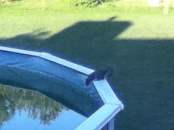 LizzieMayKay's tweet image. Oh hullo squirrel. #fancyaswim ?