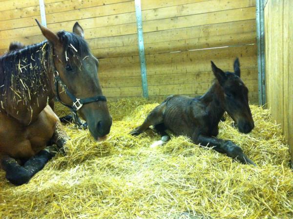 TwinbrookFarms's tweet photo. Nice big Sportswriter colt out of What An Attitude (dam of Twin B Warrior and Twin B Legend) born at 6am! http://t.co/W9PotHRR