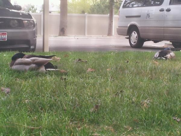 Shinanagan's tweet photo. Woke up to these freeloaders sleeping outside my window http://t.co/R9zBGlFH