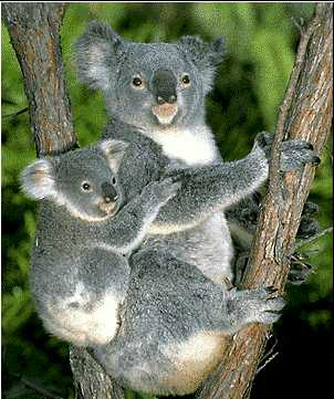 alimium's tweet photo. @albitsgo parece un koala agarrada a mi en la moto! no hay quien la suelte http://t.co/cWsogCzJ