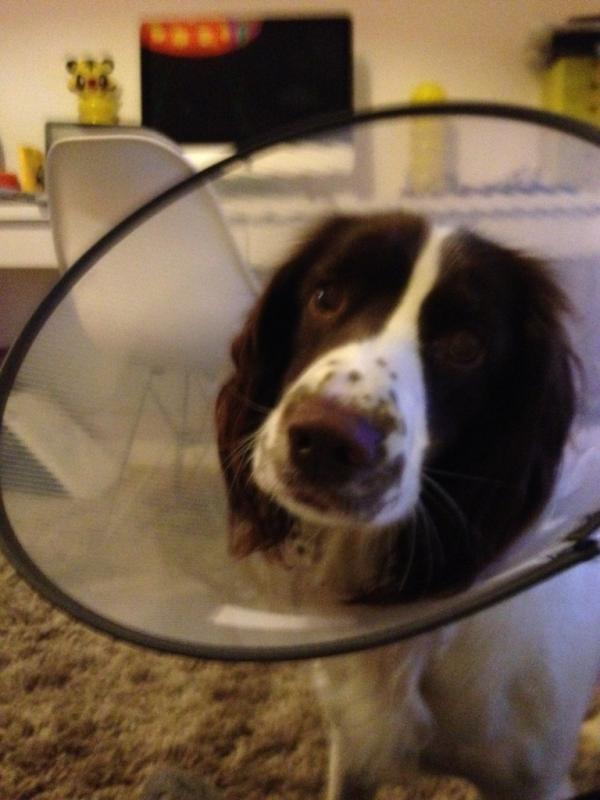 ZoeyBenjamin's tweet photo. Puppy chic...or not!! http://t.co/SkmHtww3