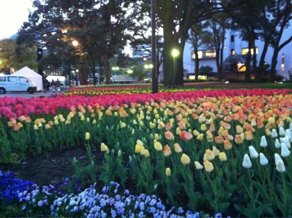 hiroshi0406's tweet photo. 桜の次はチューリップ。浜スタ http://t.co/DtKtMZF3