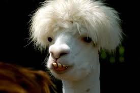 Este 2012 ellos tambien apuestan al CARRE!! jajajaja!!!