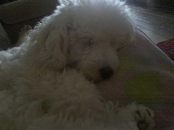 OCMari's tweet photo. 目がハートになりますね～～RT @zap_san: とっても気持ち良さそう... http://t.co/pBUMxili