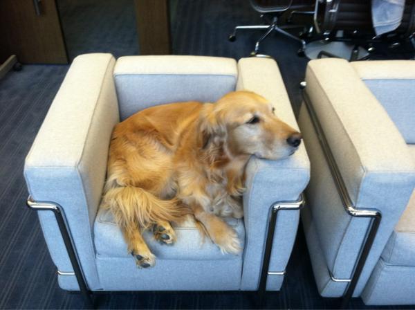 In case you were wondering what Buddy's doing on the off day - keeping the agent’s seat warm in my office.