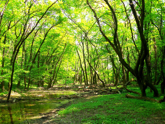 Kirándulni megyünk holnap, indulás a 10:20as vonattal a nyugatiból Pilisvörösvárra. (kb.12km) Gyertek! #fb