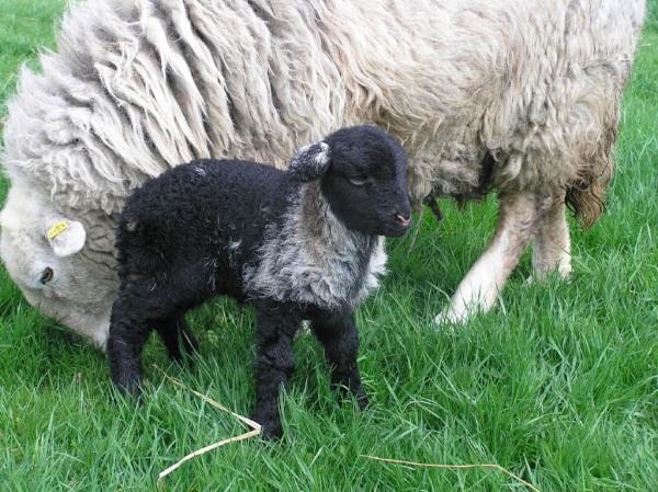 here_us's tweet image. Today again 2 ewe lambs with a wonderfull white collar