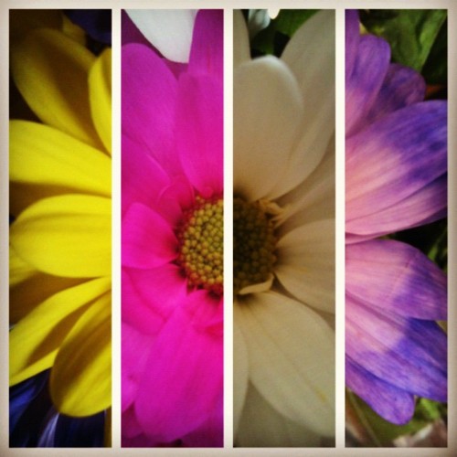 FloraMenu's tweet image. Four flowers in one picture