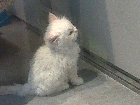 Kittyy from #PetHabitat at #RichmondCentre @fruitcakedeli