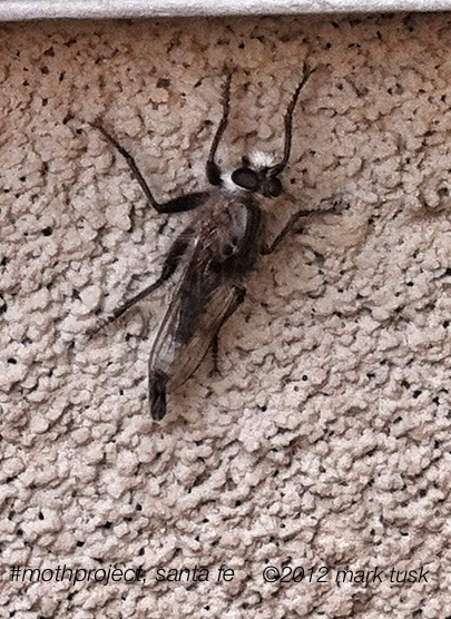 marktusk's tweet image. #mothproject, santa fe #meetmylatenitesmokingfriends