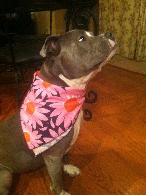 molly9904's tweet image. Back in Ohio after 2 days at #VBOS. Even my therapy dog got a gift from the sale. The sale was so FAB this year!