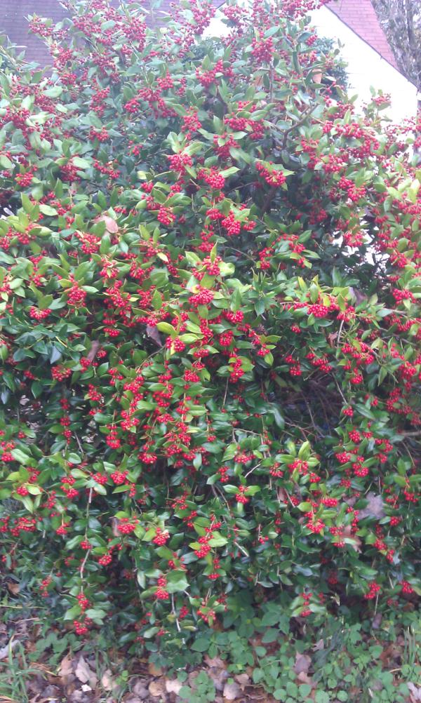 tooldtobehere's tweet image. @NativeBees mine emerged february this yr. Love them. Have done so much for garden. Hardly any berries on bush see now!