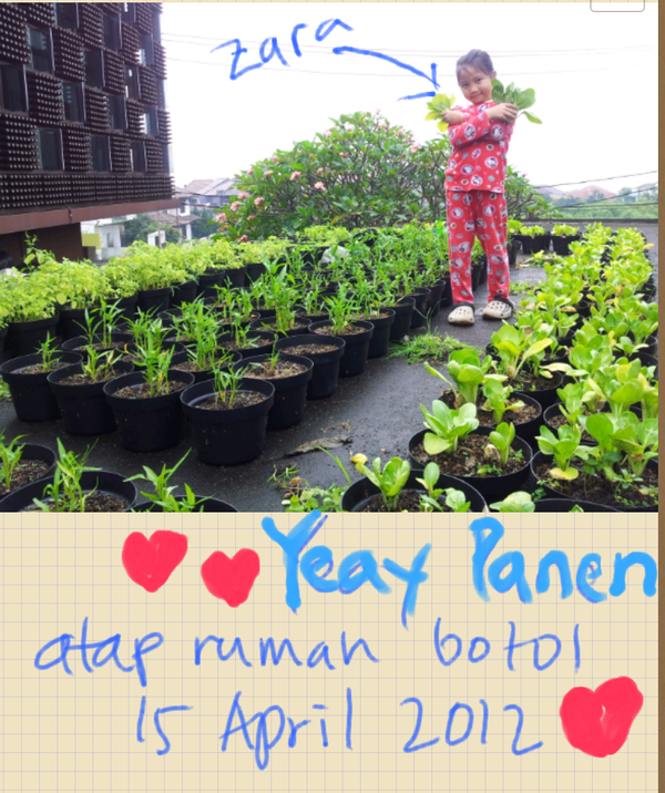Senangnya Zara berpanen perdana di atap rumah. @idberkebun