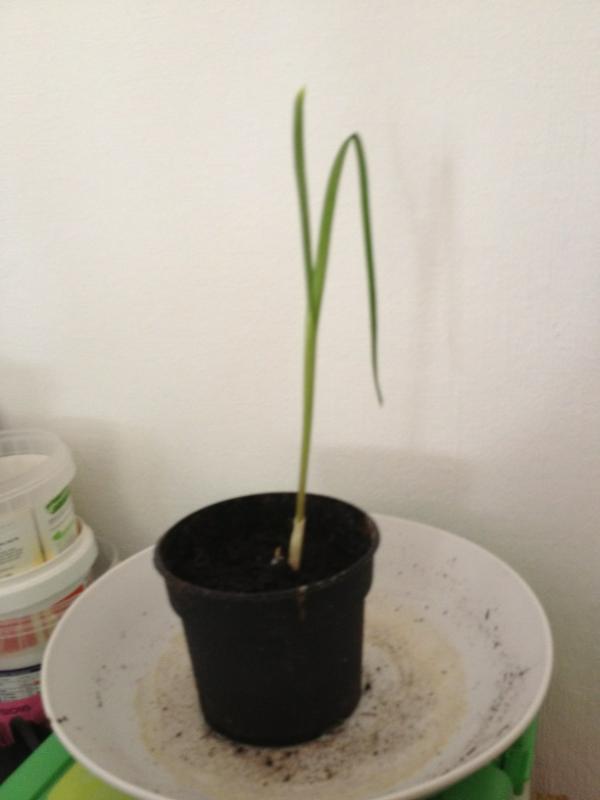 AntMcEwan's tweet photo. @QueenMushy attacked the garlic shoot! It was 10 inches, now back to 8 inches! http://t.co/th9S7v6B