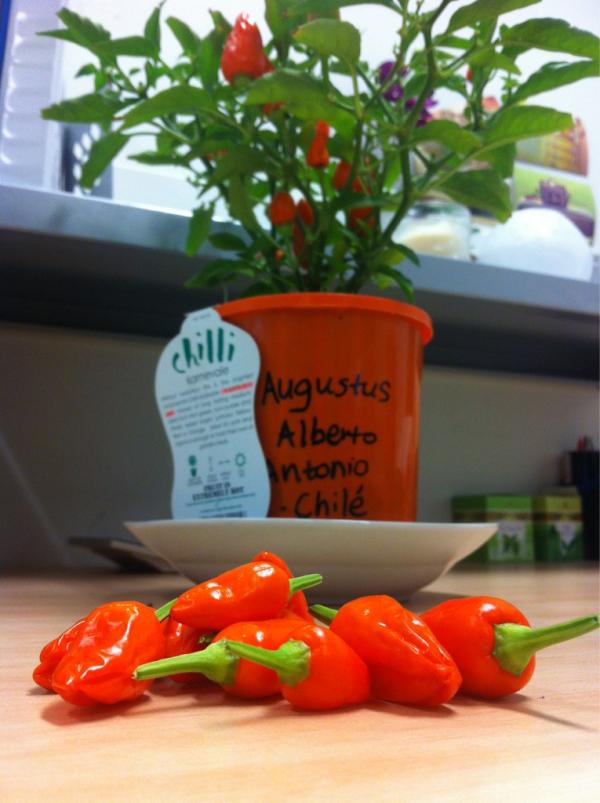 @kelsienabben cook me something with chilli? #AugustusAlbertoAntonioChilé