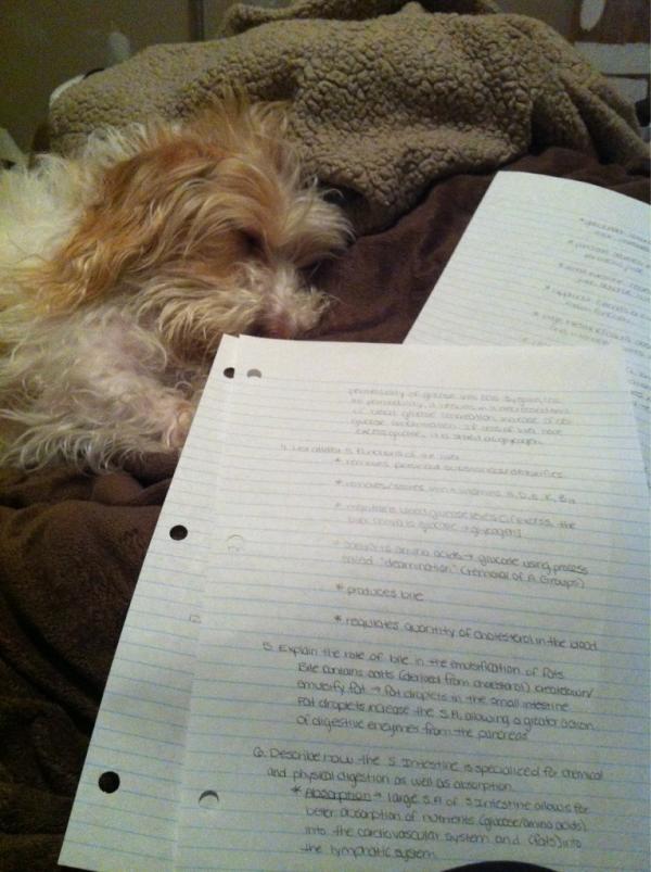 madisonpmc's tweet image. I don&apos;t think puppy was cut out for late night studying! #biologystudentproblems #procrastination #aceit