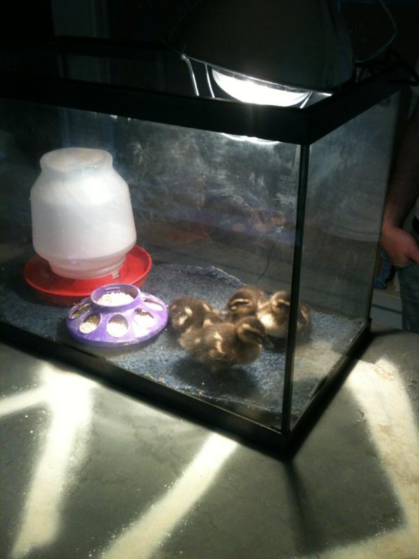nwkeaton's tweet photo. Got my self some ducks!!! Woop woop!! http://t.co/5s9UQygA