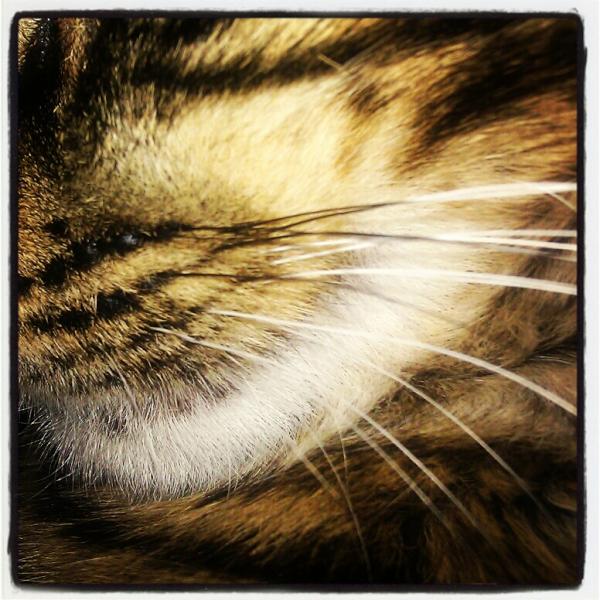 adenorman's tweet photo. http://t.co/hXB68kpT