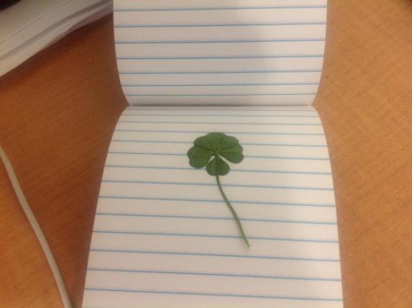 FatSergeant's tweet image. 5 leaf clover!  Are these lucky?