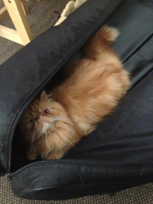 JoeyCottle's tweet image. Funniest find of my life!!!