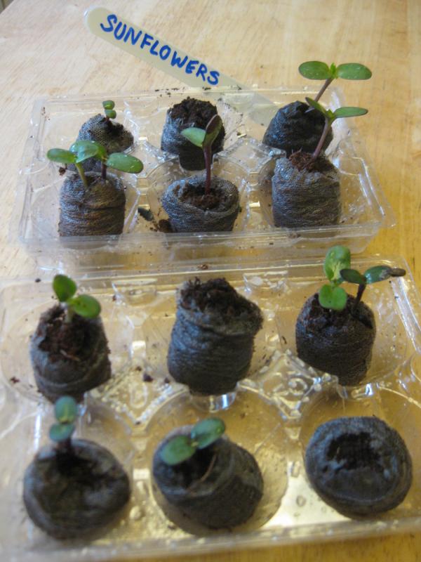 Here's a shout out "sprout out" from Sunflower Suzi!  Plant your seeds. You'll soon see roots & shoots!  Give it a go!