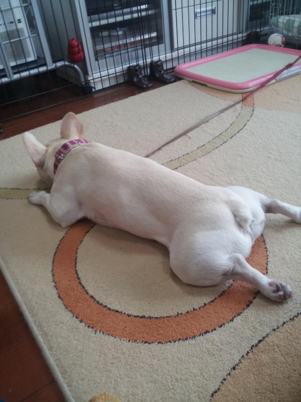 ayutingpower's tweet image. ナナミん