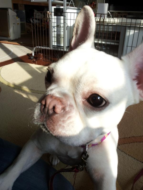 ayutingpower's tweet image. かわゆい