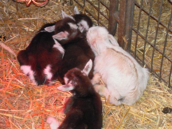 Onze Toggenburgergeit, Laurie, is bevallen van... een vierling! Heel bijzonder! Het kwartet doet 't goed!