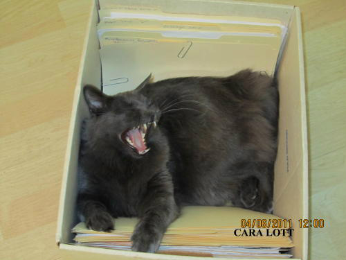 My cat (pic) says it all when it comes to doing taxes. Yeah, my thoughts exactly... http://t.co/M30gQbim