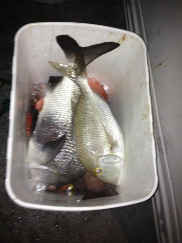 SlimGymRat's tweet photo. Last night's catch http://t.co/yuhBJjau