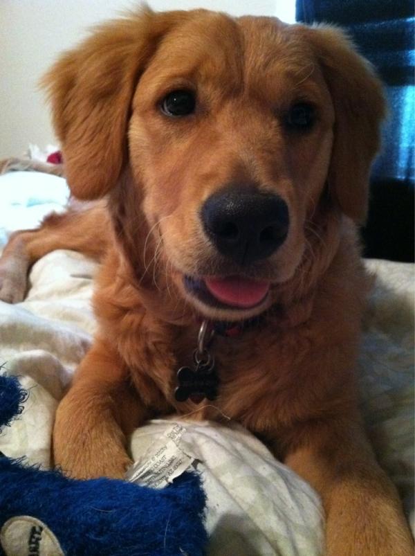 CarolineMaple's tweet image. I have the cutest puppy in the world!