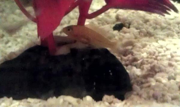 DeeOhDouble's tweet photo. Cichlids are spawning again. Brought the baby tank back out. Named "Little Baby Fish" until they go in to the big tank. http://t.co/uUUwgECM