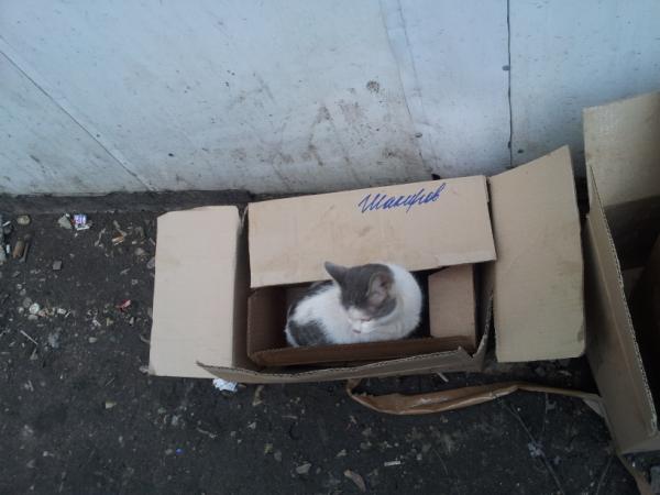 Бомж-котэ :)