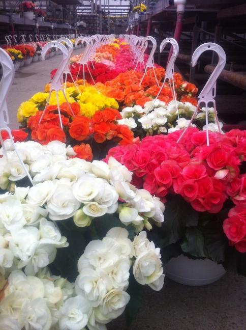 Bajar's tweet photo. Pick a colour. Any colour. http://t.co/jRLrLVVO