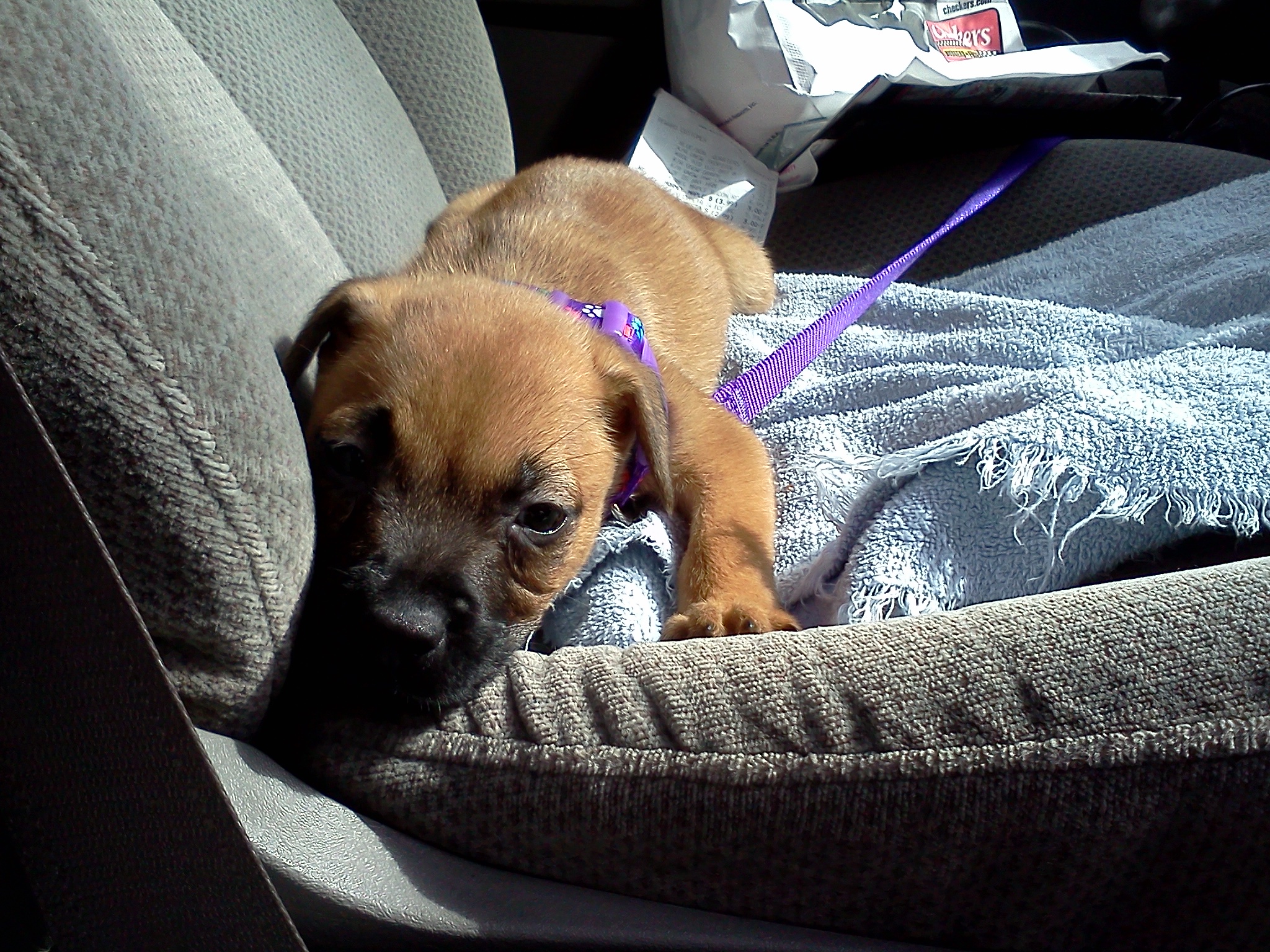 Meet chole. My new pet. #Aww http://t.co/VPTv9380